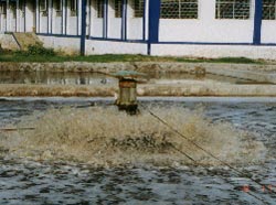 Indian effluent treatment